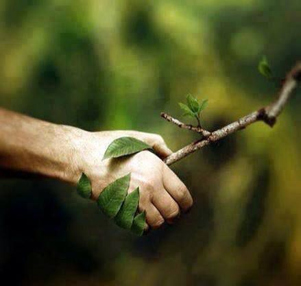 Une branche d'arbre serre la main d'un humain